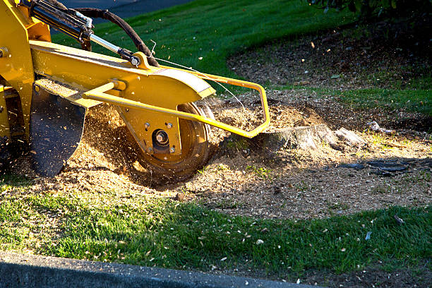 How Our Tree Care Process Works  in  Vernonia, OR